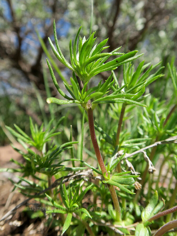 Nuttall's linanthus leaves (Leptosiphon nuttallii (Linanthus nuttallii)) [Little Blitzen Overlook, Steens Mountain, Harney County, Oregon]