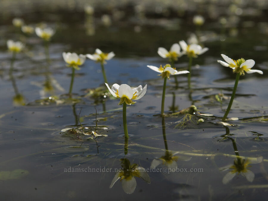 white water buttercups (Ranunculus aquatilis var. aquatilis) [South Steens Mountain Loop Road, Harney County, Oregon]