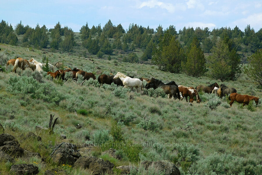wild horses (Equus ferus caballus) [South Steens Mountain Loop Road, Harney County, Oregon]