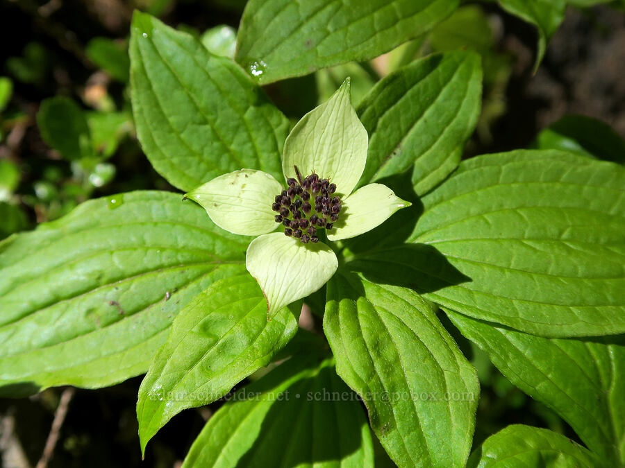 bunchberry flower (Cornus unalaschkensis (Cornus canadensis)) [Alpine Trail, Willamette National Forest, Lane County, Oregon]
