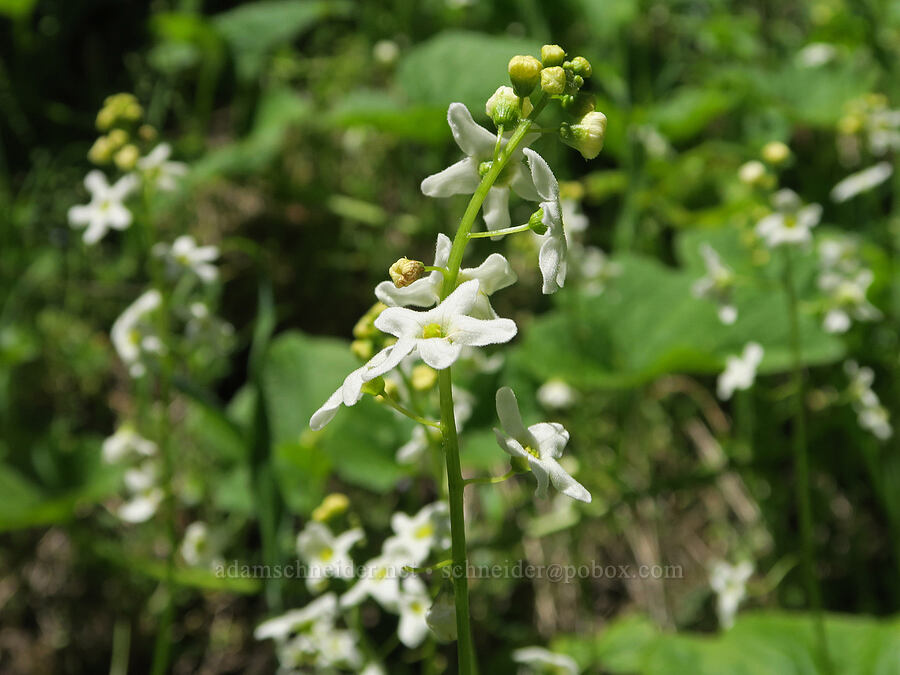 manroot flowers (Marah oregana (Marah oreganus)) [Alpine Trail, Willamette National Forest, Lane County, Oregon]