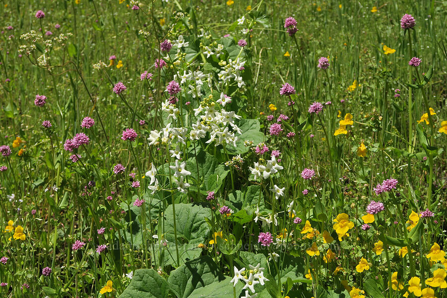 wildflowers (Marah oregana (Marah oreganus), Erythranthe sp. (Mimulus sp.), Plectritis congesta) [Alpine Trail, Willamette National Forest, Lane County, Oregon]
