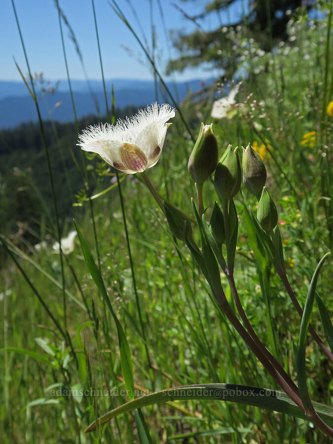 Tolmie's mariposa lilies (Calochortus tolmiei) [Alpine Trail, Willamette National Forest, Lane County, Oregon]