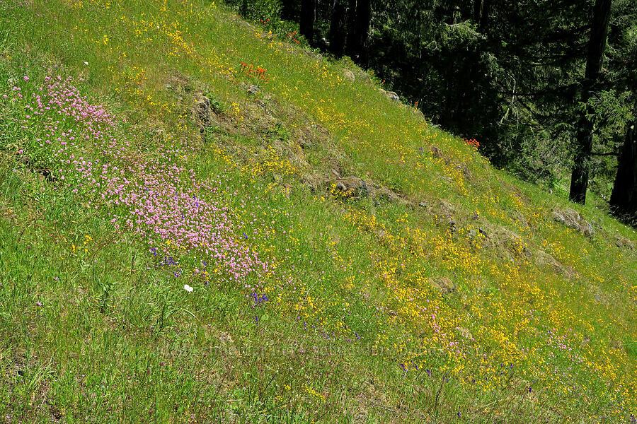 wildflowers (Plectritis congesta, Erythranthe sp. (Mimulus sp.), Delphinium menziesii, Calochortus subalpinus) [Alpine Trail, Willamette National Forest, Lane County, Oregon]