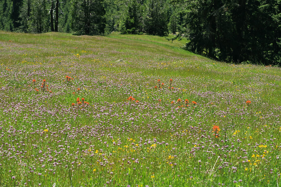 wildflowers (Trifolium willdenovii, Castilleja hispida, Erythranthe sp. (Mimulus sp.)) [Alpine Trail, Willamette National Forest, Lane County, Oregon]