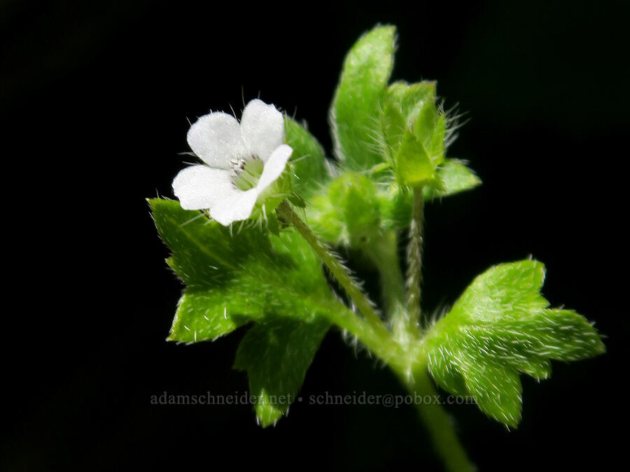 small-flowered nemophila (Nemophila parviflora) [Alpine Trail, Willamette National Forest, Lane County, Oregon]
