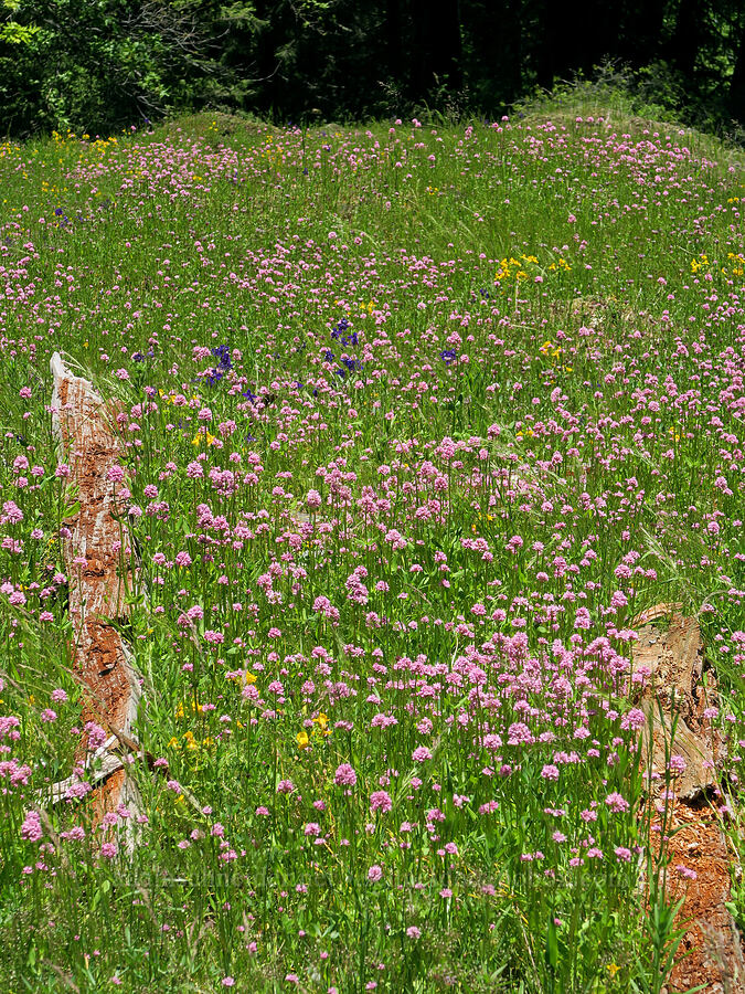 wildflowers (Plectritis congesta, Delphinium menziesii, Erythranthe sp. (Mimulus sp.)) [Alpine Trail, Willamette National Forest, Lane County, Oregon]