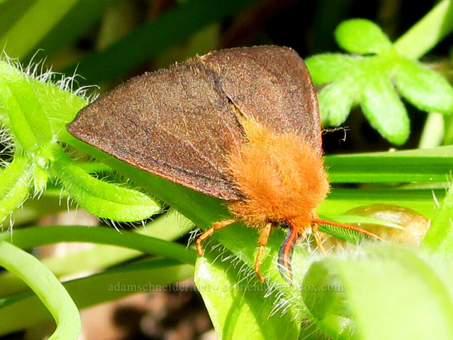 tiger moth (Spilosoma sp.) [Tire Mountain Trail, Willamette National Forest, Lane County, Oregon]