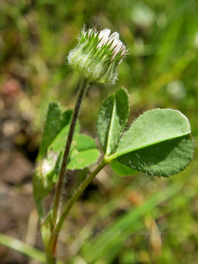 thimble clover (Trifolium microdon) [Tire Mountain's east ridge, Willamette National Forest, Lane County, Oregon]