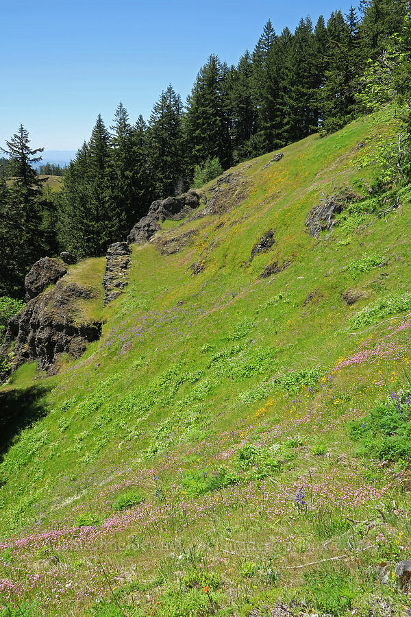 wildflowers [Tire Mountain's east ridge, Willamette National Forest, Lane County, Oregon]