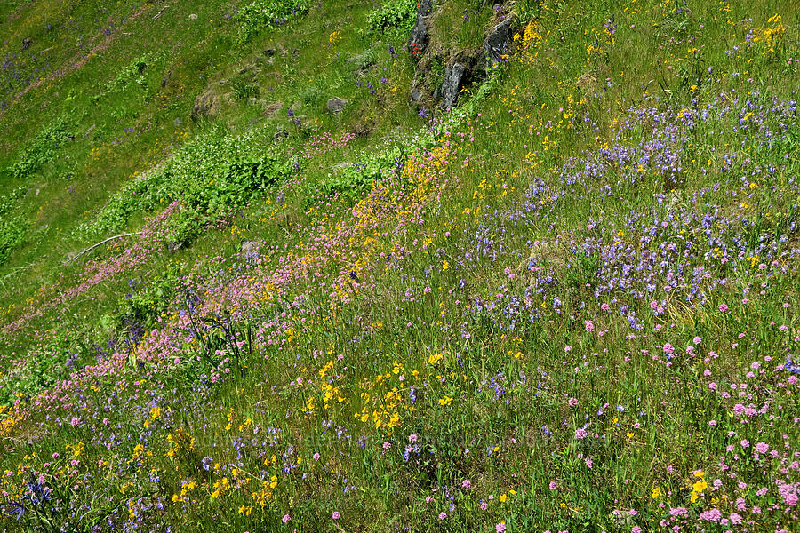 wildflowers (Erythranthe sp. (Mimulus sp.), Collinsia grandiflora, Camassia leichtlinii ssp. suksdorfii, Plectritis congesta) [Tire Mountain's east ridge, Willamette National Forest, Lane County, Oregon]