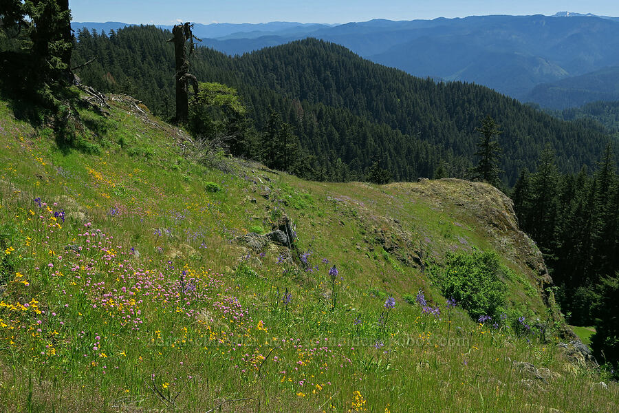 wildflowers (Erythranthe sp. (Mimulus sp.), Plectritis congesta, Camassia leichtlinii ssp. suksdorfii) [Tire Mountain's east ridge, Willamette National Forest, Lane County, Oregon]