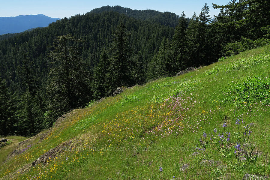 wildflowers (Plectritis congesta, Erythranthe sp. (Mimulus sp.), Camassia leichtlinii ssp. suksdorfii, Marah oregana (Marah oreganus)) [Tire Mountain's east ridge, Willamette National Forest, Lane County, Oregon]