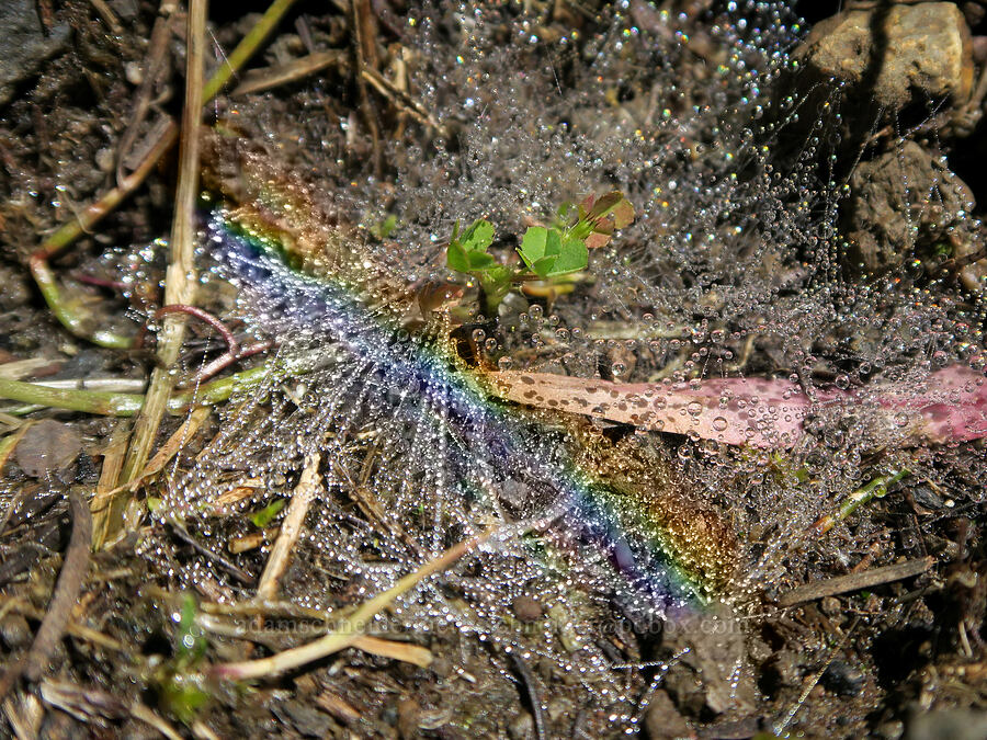 spider web rainbow [Tire Mountain's east ridge, Willamette National Forest, Lane County, Oregon]
