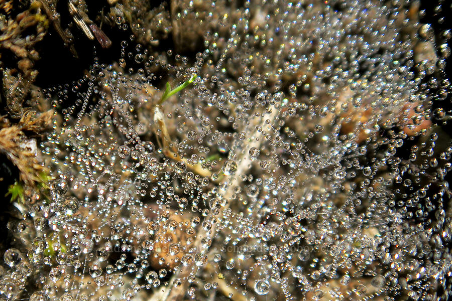 dew on a spider web [Tire Mountain's east ridge, Willamette National Forest, Lane County, Oregon]