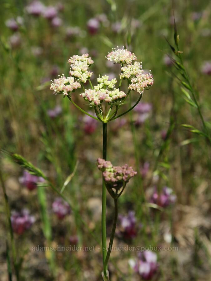 yampah (Perideridia sp.) [Tire Mountain's east ridge, Willamette National Forest, Lane County, Oregon]