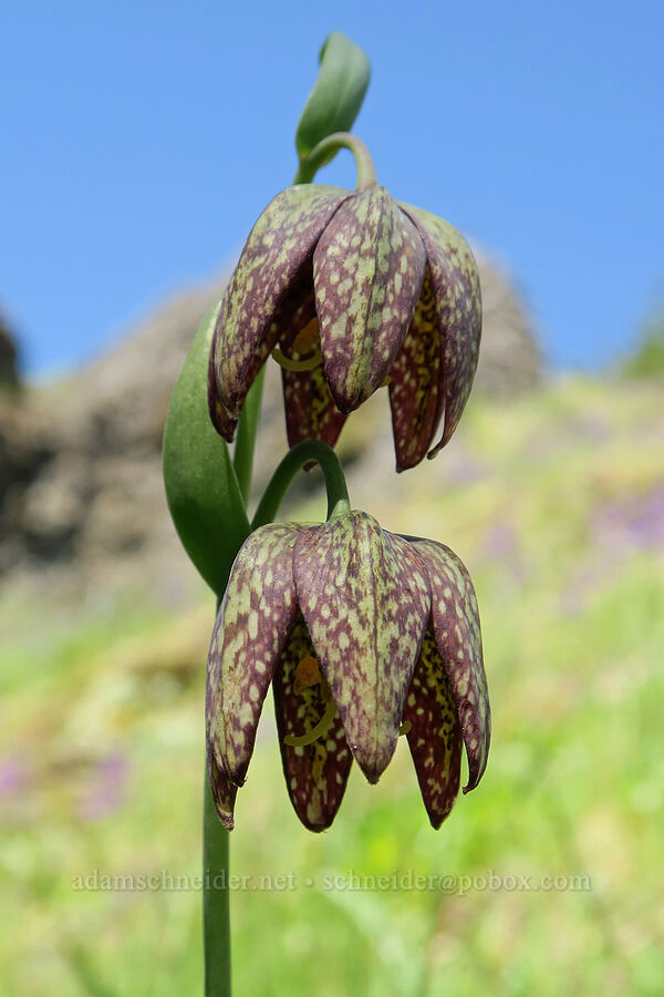 checker lilies (Fritillaria affinis) [Tire Mountain's east ridge, Willamette National Forest, Lane County, Oregon]