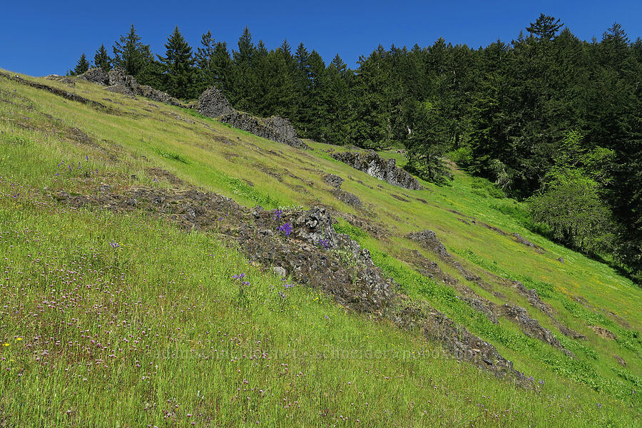 wildflowers & basalt [Tire Mountain's east ridge, Willamette National Forest, Lane County, Oregon]