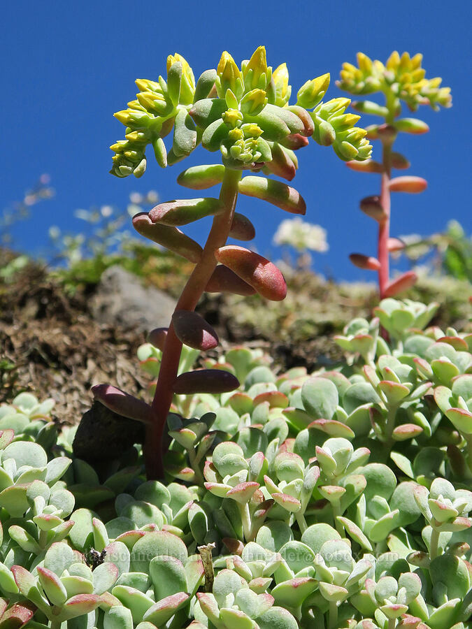 broad-leaf stonecrop (Sedum spathulifolium) [Tire Mountain's east ridge, Willamette National Forest, Lane County, Oregon]