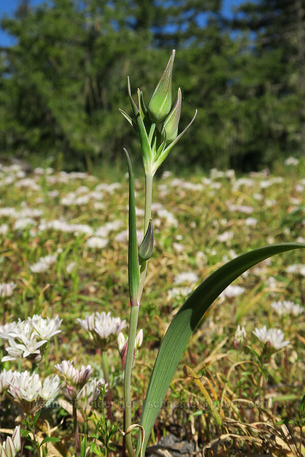 subalpine mariposa lily, budding (Calochortus subalpinus) [Tire Mountain's east ridge, Willamette National Forest, Lane County, Oregon]