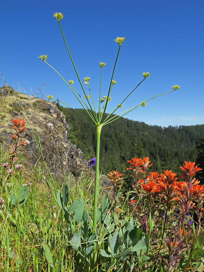 bare-stem desert parsley & harsh paintbrush (Lomatium nudicaule, Castilleja hispida) [Tire Mountain's east ridge, Willamette National Forest, Lane County, Oregon]