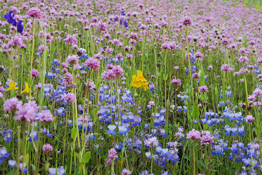 wildflowers (Erythranthe sp. (Mimulus sp.), Plectritis congesta, Collinsia grandiflora) [Tire Mountain Trail, Willamette National Forest, Lane County, Oregon]