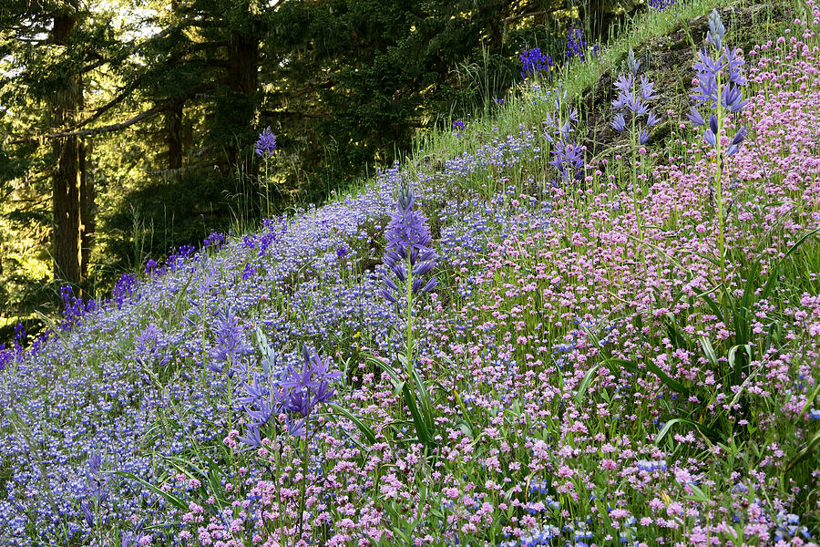 wildflowers (Camassia leichtlinii ssp. suksdorfii, Plectritis congesta, Collinsia grandiflora) [Tire Mountain Trail, Willamette National Forest, Lane County, Oregon]