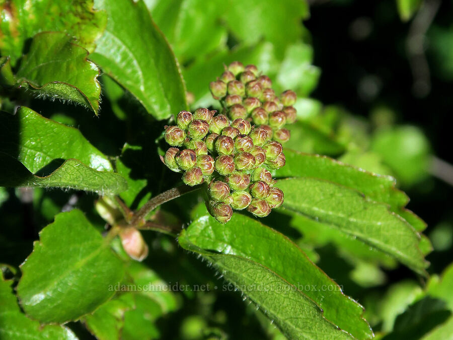 common viburnum, budding (Viburnum ellipticum) [Tire Mountain Trail, Willamette National Forest, Lane County, Oregon]