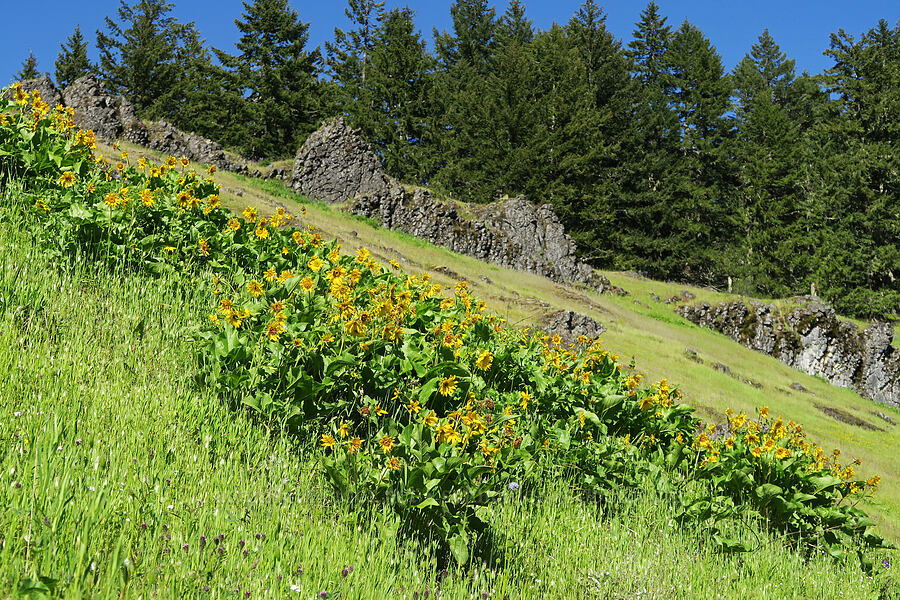 balsamroot & basalt (Balsamorhiza deltoidea) [Tire Mountain Trail, Willamette National Forest, Lane County, Oregon]
