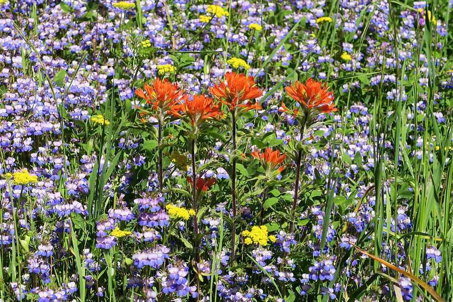 wildflowers (Castilleja hispida, Collinsia grandiflora, Lomatium utriculatum) [Tire Mountain Trail, Willamette National Forest, Lane County, Oregon]