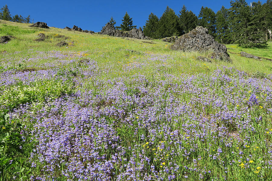 wildflowers (Collinsia grandiflora, Marah oregana (Marah oreganus), Lomatium utriculatum) [Tire Mountain Trail, Willamette National Forest, Lane County, Oregon]