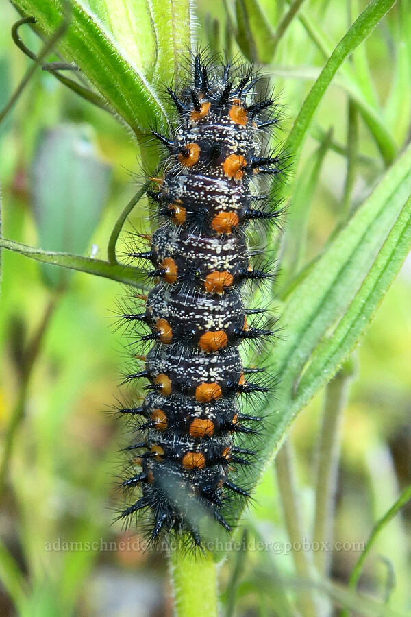 checkerspot butterfly caterpillar (Euphydryas sp.) [Alpine Trail, Willamette National Forest, Lane County, Oregon]