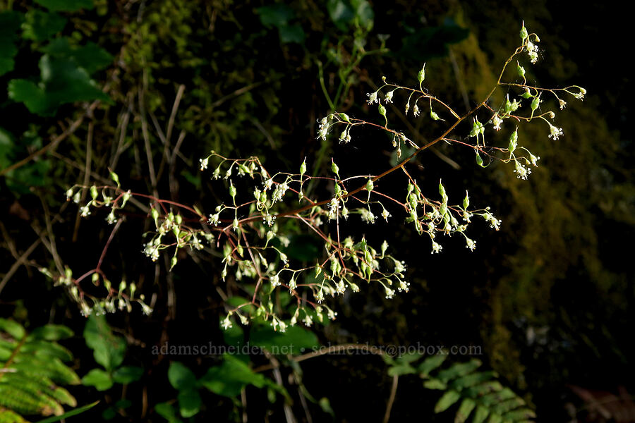 small-flowered alumroot (Heuchera micrantha) [Westfir-Oakridge Road, Lane County, Oregon]