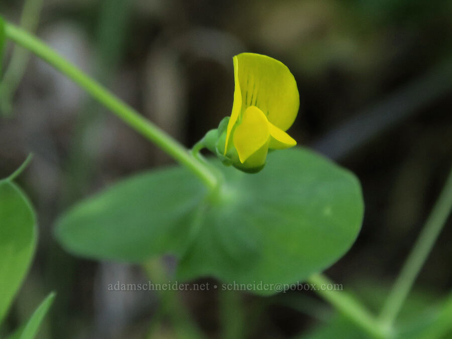 yellow pea-vine/vetchling (Lathyrus aphaca) [Westfir-Oakridge Road, Lane County, Oregon]