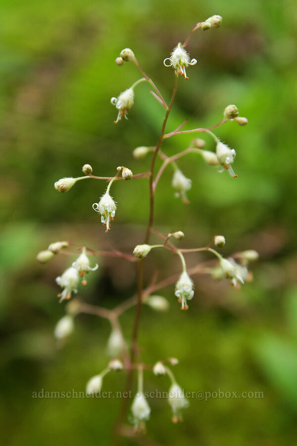 small-flower alumroot (Heuchera micrantha var. micrantha) [Wind Mountain Trail, Skamania County, Washington]