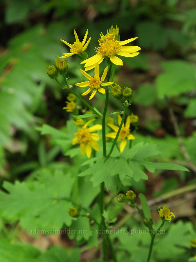 Bolander's/Harford's ragwort (Packera bolanderi var. harfordii (Senecio bolanderi)) [Wind Mountain Trail, Skamania County, Washington]
