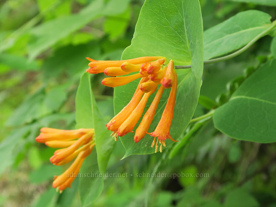 orange honeysuckle (Lonicera ciliosa) [Wind Mountain Trail, Skamania County, Washington]