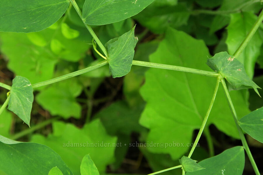 leafy pea-vine stipules (Lathyrus polyphyllus) [Wind Mountain Trail, Skamania County, Washington]