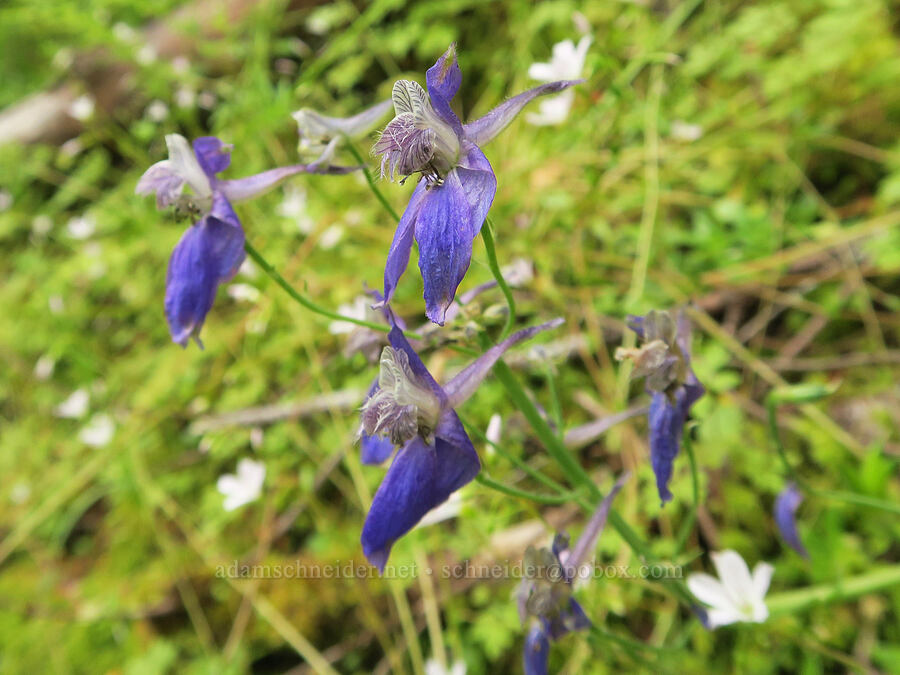 larkspur (Delphinium nuttallianum) [Wind Mountain Trail, Skamania County, Washington]