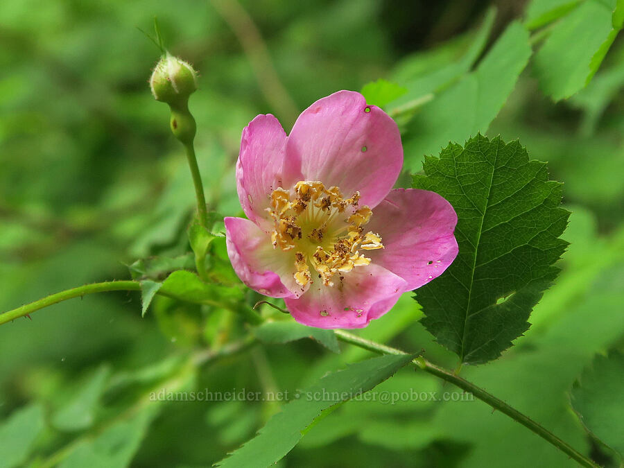 bald-hip rose (Rosa gymnocarpa) [Wind Mountain Trail, Skamania County, Washington]