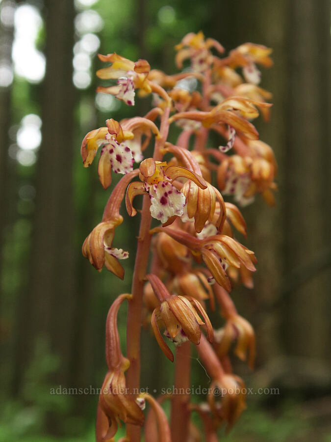 spotted coral-root orchid (Corallorhiza maculata) [Wind Mountain Trail, Skamania County, Washington]