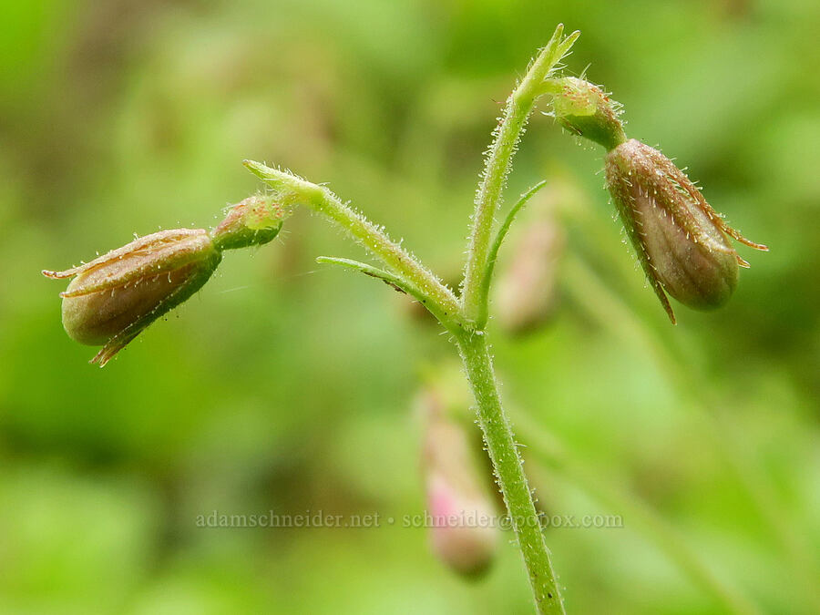twinflower, budding (Linnaea borealis) [Wind Mountain Trail, Gifford Pinchot National Forest, Skamania County, Washington]