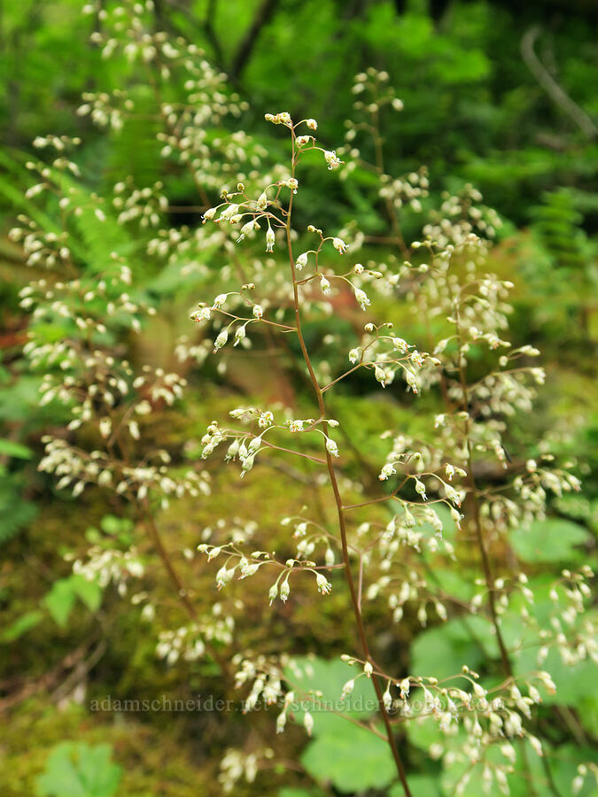 small-flower alumroot (Heuchera micrantha var. diversifolia) [Wind Mountain Trail, Gifford Pinchot National Forest, Skamania County, Washington]