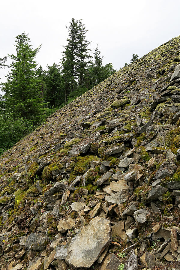 steep talus slope [Wind Mountain Trail, Gifford Pinchot National Forest, Skamania County, Washington]