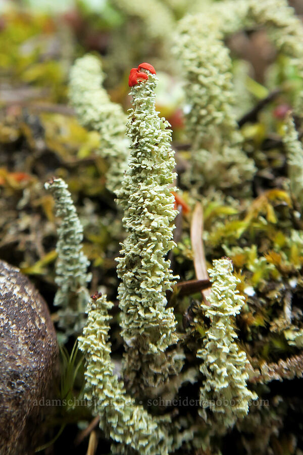 Cladonia lichen (Cladonia sp.) [Wind Mountain Trail, Gifford Pinchot National Forest, Skamania County, Washington]
