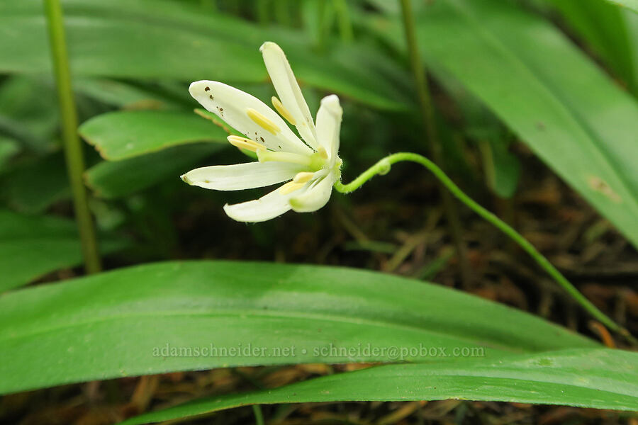 bead lily (Clintonia uniflora) [Wind Mountain Trail, Gifford Pinchot National Forest, Skamania County, Washington]