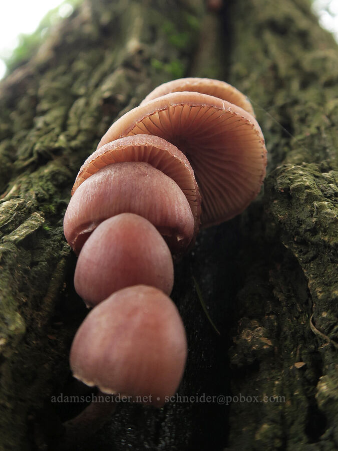 mushrooms [Wind Mountain Trail, Gifford Pinchot National Forest, Skamania County, Washington]