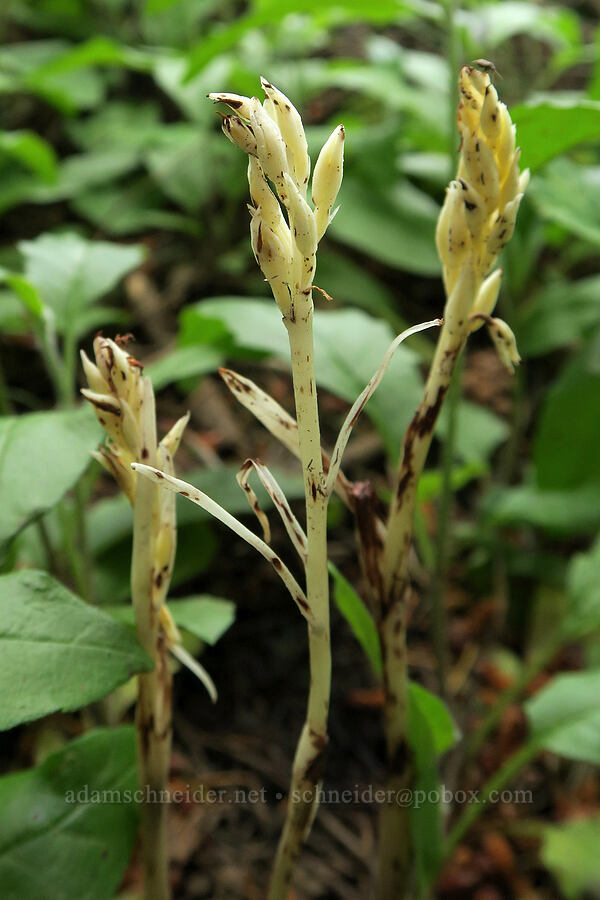 phantom orchids (Cephalanthera austiniae (Eburophyton austiniae)) [Wind Mountain Trail, Skamania County, Washington]