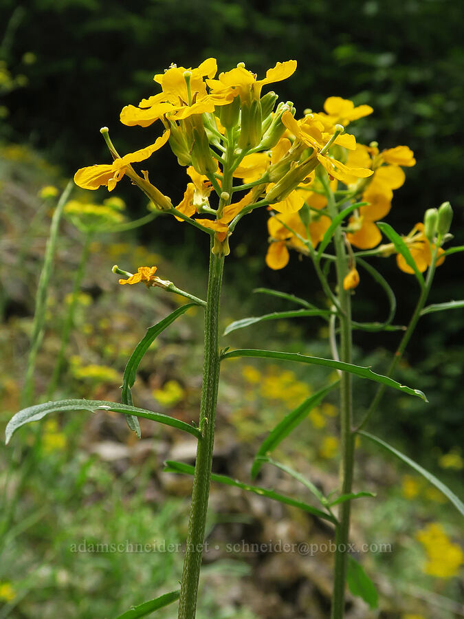 wallflower (Erysimum capitatum) [Wind Mountain Trail, Skamania County, Washington]