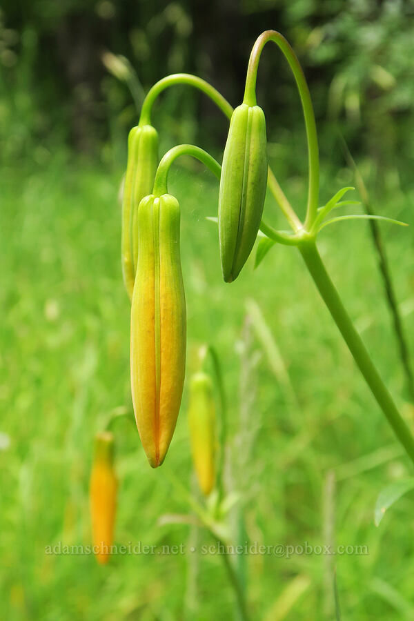 Columbia tiger lilies, budding (Lilium columbianum) [Girl Scout Road, Skamania County, Washington]